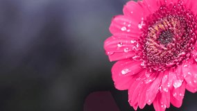 Macro shot of a water drop falling on a pink gerbera flower, dark background with copy space - Powered by Shutterstock - Get 15% off with code: PIKWIZARD15