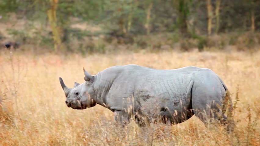 4K footage of a black rhino walking and grazing peacefully. The powerful endangered animal showcases its natural behavior, strength, and beauty in a wildlife setting.