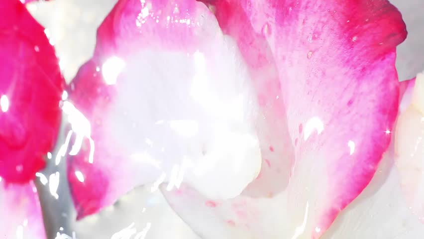 A transparent water stream gently pours on pink flower petals, creating a sunny shine. Brilliant reflections and dynamic ripples, while the petals move slightly under falling drops in bright light