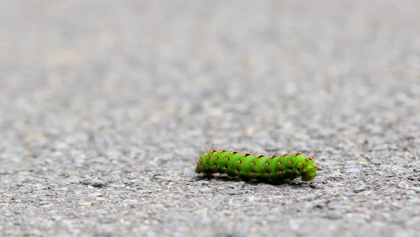 a big green butterfly caterpillar 4k 25fps video