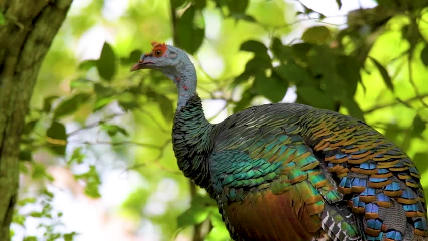 The ocellated turkey is a vibrant wild bird found in the tropical forests of El Petén, Guatemala, admired for its iridescent feathers and unique spotted tail.