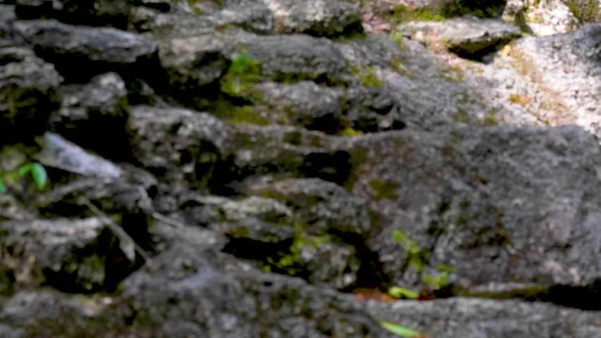 The ocellated turkey is a vibrant wild bird found in the tropical forests of El Petén, Guatemala, admired for its iridescent feathers and unique spotted tail.