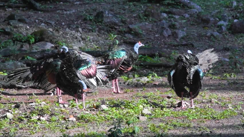 The ocellated turkey is a vibrant wild bird found in the tropical forests of El Petén, Guatemala, admired for its iridescent feathers and unique spotted tail.