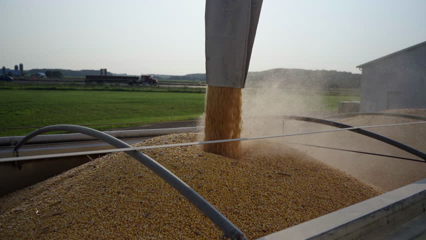 Grain pouring into a trailer in slow motion during harvest, with golden kernels and dust filling the air as vehicles pass in the background in a sunny rural farm setting.