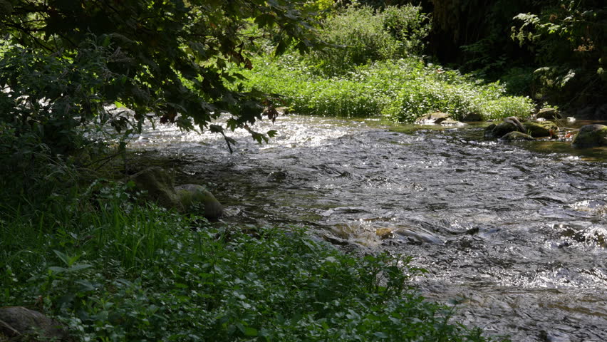 Scenic Forest River Flow. Beautiful forest river flowing gently through green natural valley.

