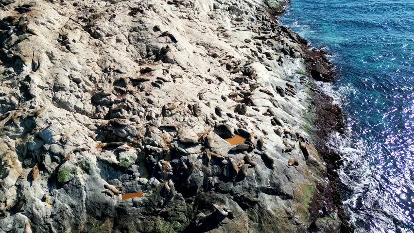 Aerial drone view of sea lions resting on Isla de Lobos near Los Vilos, Chile, with bright sunlight highlighting the rocky coast.