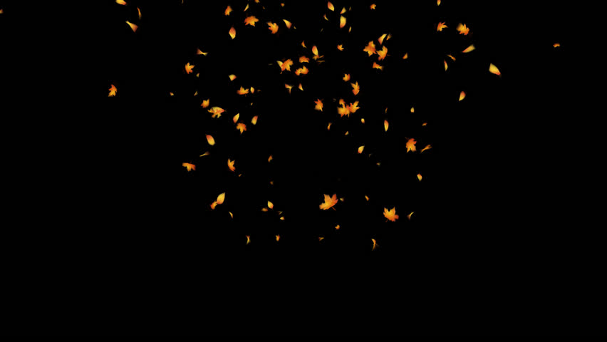 Falling Autumn Maple Leaves. With Alpha Channel.