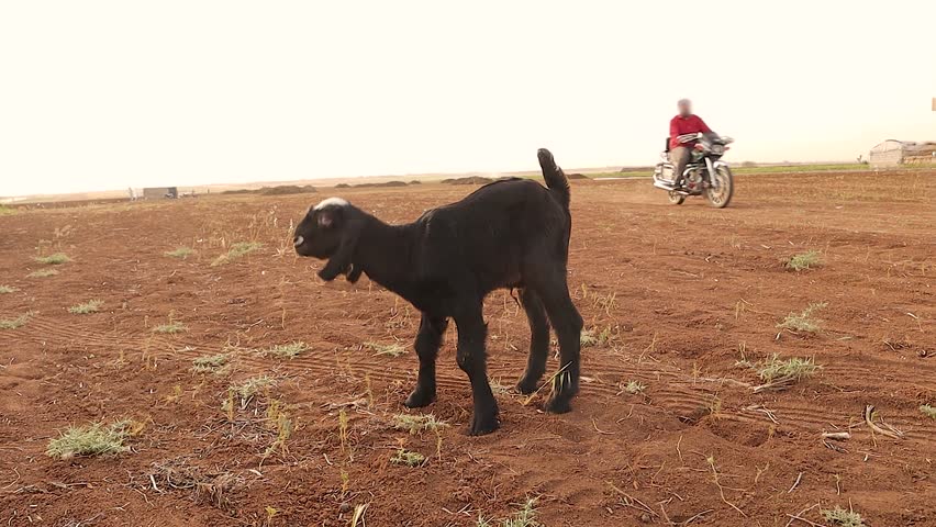 Newborn goat kid showing selenium and vitamin E deficiency with tremors and unsteady movements. Known as white muscle disease in young ruminants. Rare veterinary Medicine footage for education