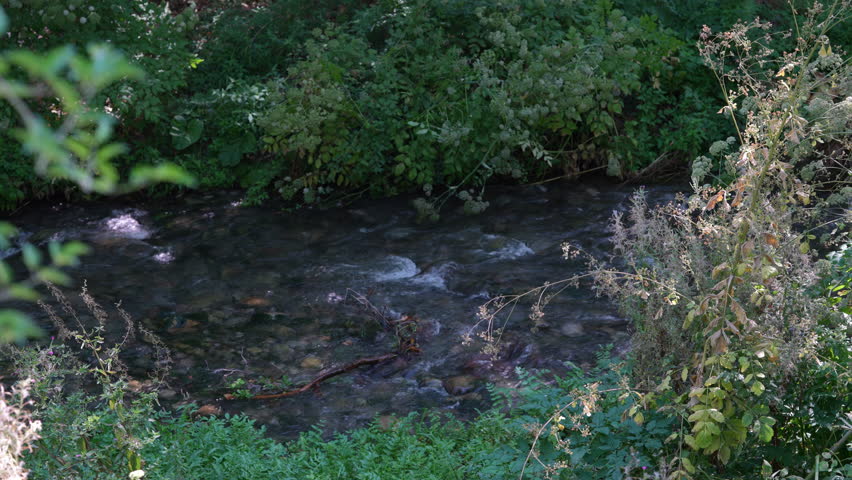 Scenic Forest River Flow. Beautiful forest river flowing gently through green natural valley.

