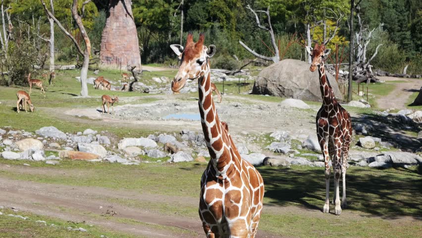 Large giraffe roaming freely in a large zoo, real time, no people