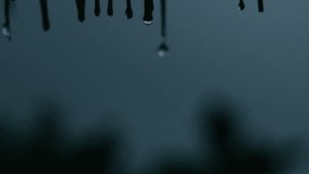 Storm water trickles from tropical palm fronds in soft focus and gentle motion - Powered by Shutterstock - Get 15% off with code: PIKWIZARD15