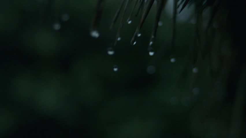 Ambient rain drips slowly from palm leaves, soft tropical background