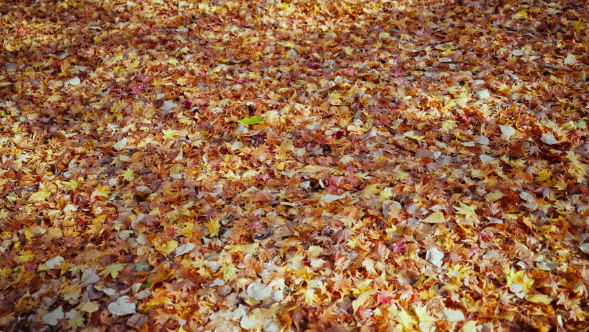 A person’s shadow passing over a ground covered with autumn leaves, capturing the beautiful and serene atmosphere of fall.