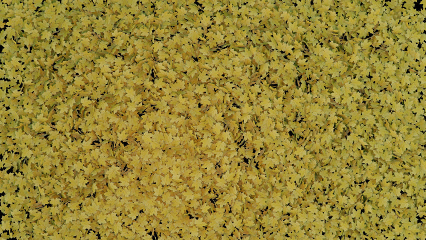 Autumn Maple Leaf Alpha Transition. 3D rendering. A graceful transition effect featuring vibrant maple leaves on a transparent background.