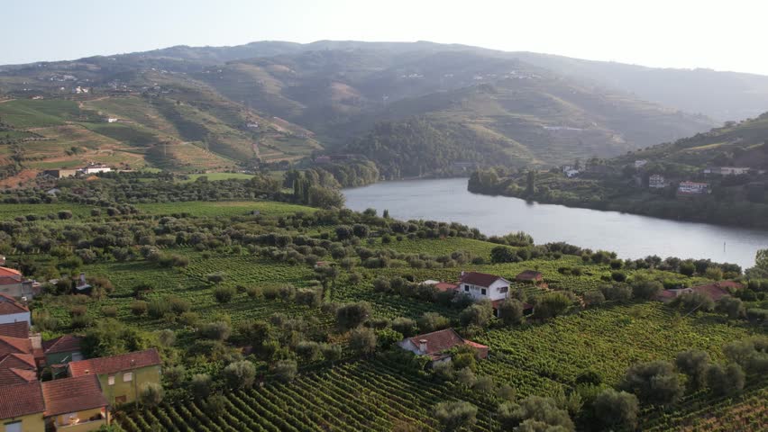 Aerial - Douro Valley Portugal with vineyards, farmhouses and the river at sunset