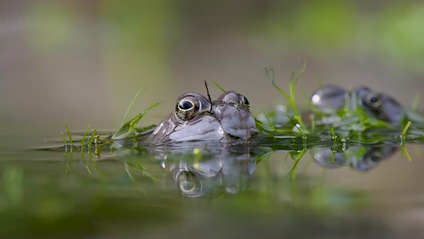 Close Up of a Common Frog Head in an Urban Pond
