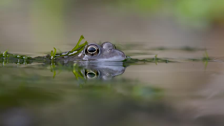 Close Up of a Common Frog Head in an Urban Pond
