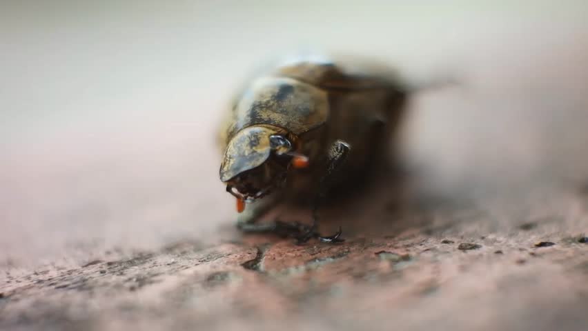 Extreme macro detail of an insect