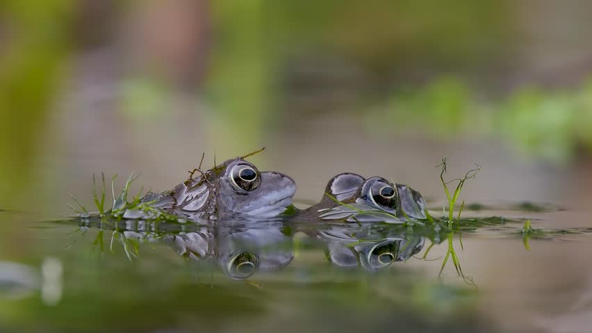 Close Up of a Common Frog Head in an Urban Pond

