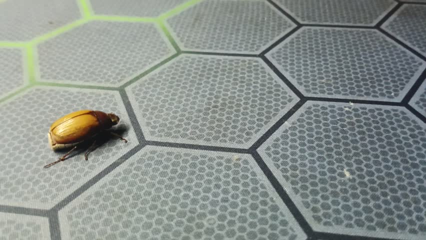 : Close Up of Brown and Yellow Beetle -yellow Anomala flavipennis