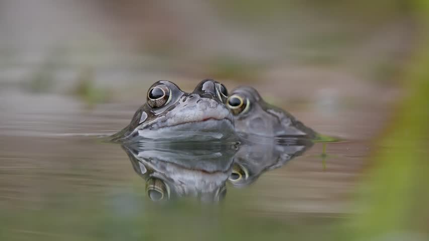 Close Up of a Common Frog Head in an Urban Pond

