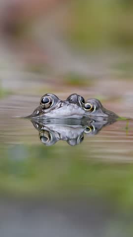 Vertical Video of a Close Up of a Common Frog Head in an Urban Pond
