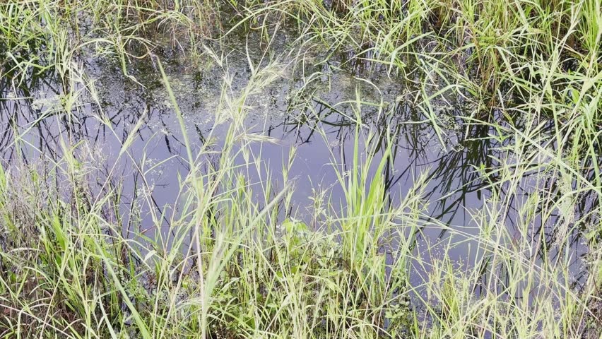 Static shot of tall green grass surrounding a small waterlogged patch, with reflections of vegetation shimmering on the calm surface.
