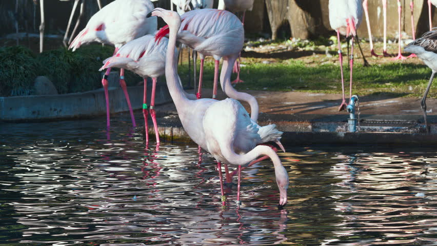 Large Flock of Pelicans Flying Over Water | Dynamic Wildlife Footage