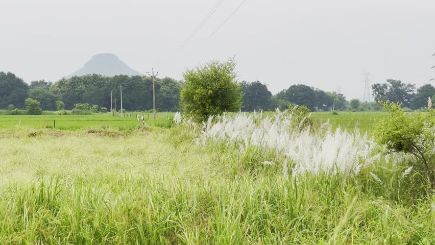 Static shot of wild sugarcane flowers swaying in a green field, with trees, power lines, and a distant hill in the backdrop.