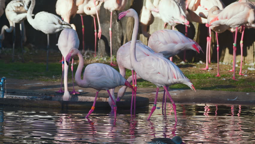 Large Flock of Pelicans Flying Over Water | Dynamic Wildlife Footage