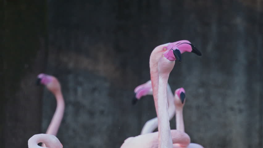Large Flock of Pelicans Flying Over Water | Dynamic Wildlife Footage