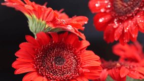 Macro close-up of rain drops slowly dripping from red gerbera flower petals. Calm and detailed with natural texture. - Powered by Shutterstock - Get 15% off with code: PIKWIZARD15