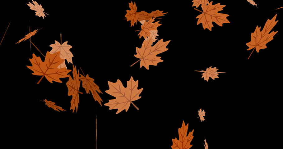 3D animation of autumn maple leaves falling on black background. Seasonal motion element for fall themes, harvest, Thanksgiving, seasonal sales, holiday promos, nature projects and decorations