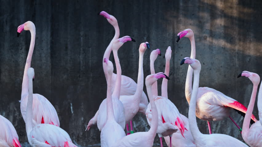 Large Flock of Pelicans Flying Over Water | Dynamic Wildlife Footage