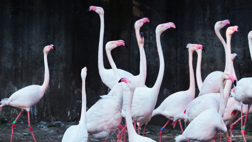 Large Flock of Pelicans Flying Over Water | Dynamic Wildlife Footage