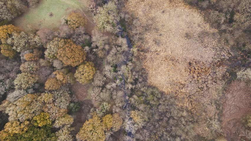 A drone view over woodland autumn trees on Dartmoor in Devon, UK