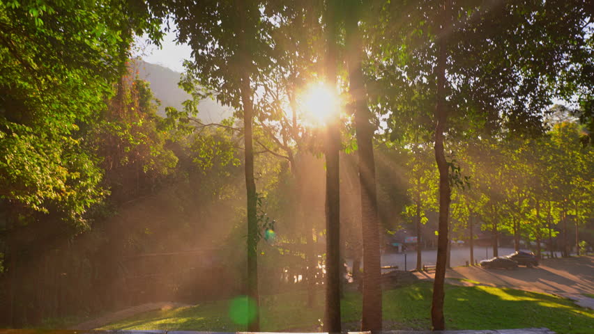Golden sunlight streams through a dense forest canopy, casting dramatic rays over a misty trail. The tranquil scene captures the serene beauty of nature illuminated by warm light.  