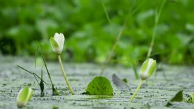 Blooming water lily flowers glowing beautifully under heavy rainfall in pond wetland. - Powered by Shutterstock - Get 15% off with code: PIKWIZARD15