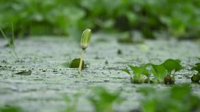 Rainstorm over pond with closed water lily flowers floating on surface. - Powered by Shutterstock - Get 15% off with code: PIKWIZARD15
