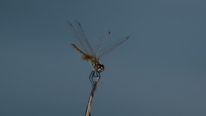 Dragonfly balances on small stick, wings moving gently in cinematic slow motion closeup
