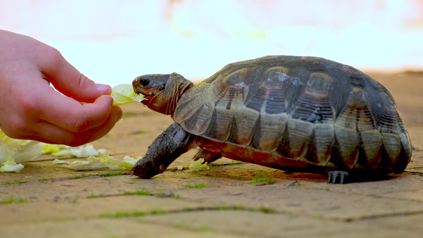 Child's hand feeding hungry rescued bowsprit tortoise green lettuce, closeup