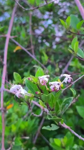 The flowers of the Clerodendrum inerme plant grow healthily on the coast.