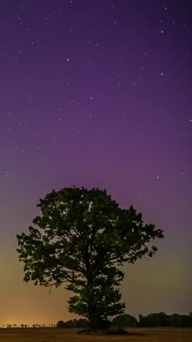 Starry night sky rotates above purple haze and silhouetted tree in still vertical timelapse