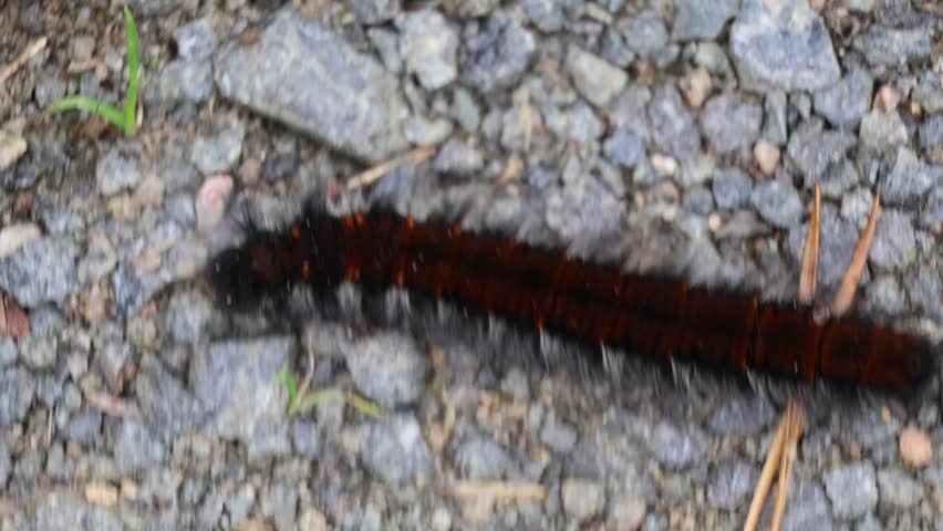 Caterpillar of a fox moth