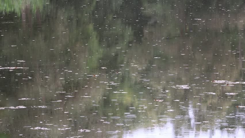 Raindrops on the surface of a forest lake
