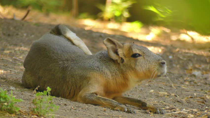 A Patagonian mara ((Dolichotis patagonum) rests in a park.