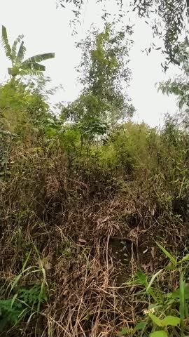 Wild grass grows abundantly in the hills