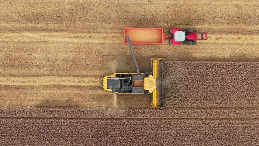 Harvester working on field harvesting wheat and unloading grain into tractor trailer. Combine machine cutting cereal and transferring harvest into red cart. Agricultural harvester reaping barley and