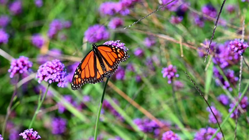 A Monarch Butterfly opening its wings while taking nectar from  a Verbena flower and then a Skipper Butterfly comes along and the Monarch flies away in a garden on a warm summer day all in slow motion