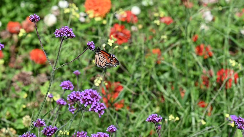 A Monarch Butterfly moving from one Verbena flower head to another in a lush garden on a breezy and warm summer day.